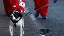 Seekor anjing membawa boneka Santa Claus ikut memeriahkan balap lari Santa Dash di Liverpool, Inggris, Minggu (4/12). Berbeda dengan lomba lari biasa, dalam ajang tahunan ini peserta lomba berlari mengenakan kostum Santa Claus. (Reuters/Phil Noble)