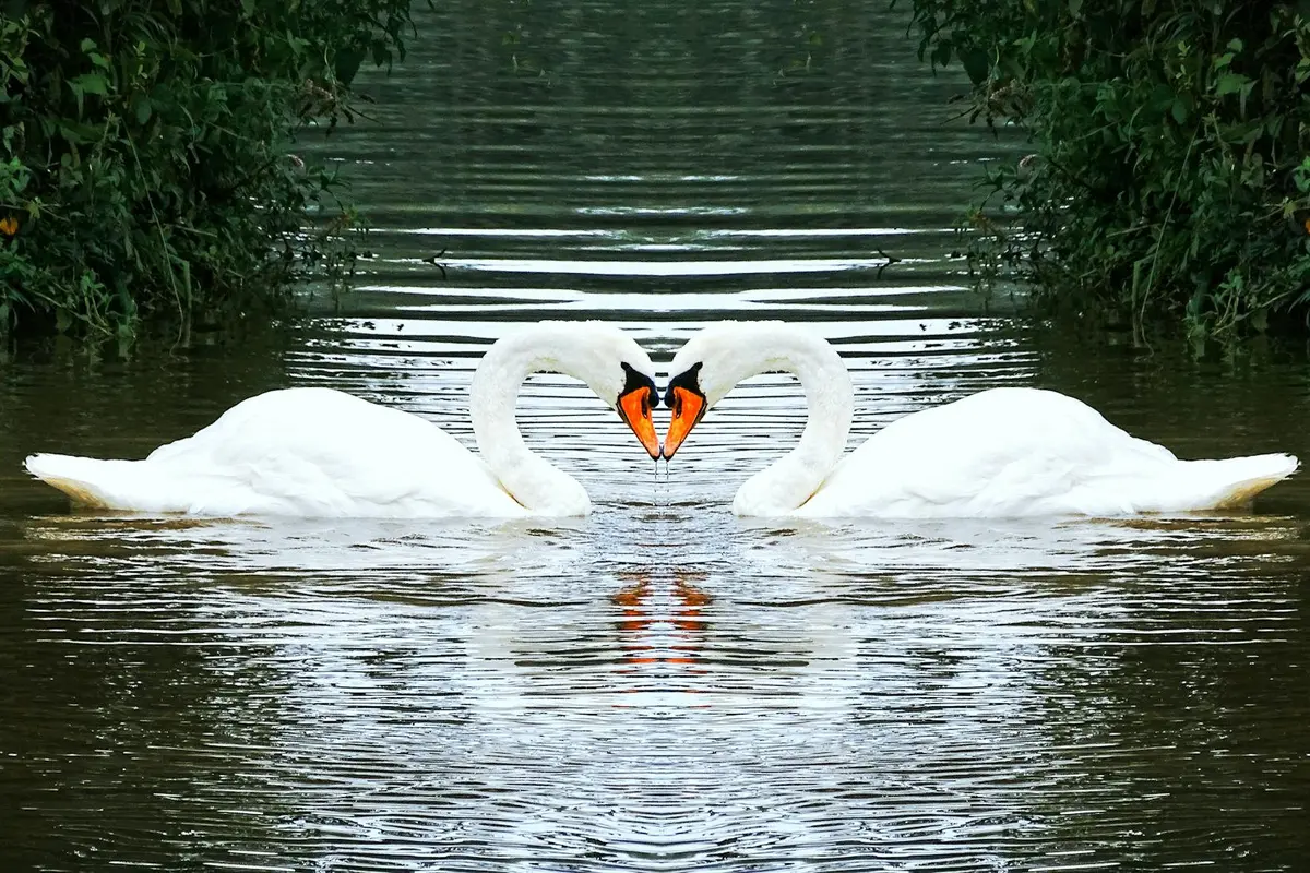 Swans
