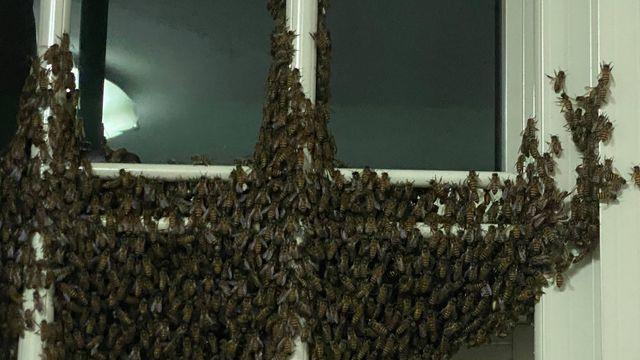 6 Penampakan Ribuan Lebah Penuhi Jendela Apartemen Ini Bikin Merinding Hot Liputan6 Com