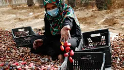 Seorang buruh tani menyortir kurma di sebuah ladang di Deir el-Balah, Jalur Gaza pada 1 Oktober 2020. Musim panen kurma biasanya dimulai awal Oktober, setelah musim hujan pertama. (AP Photo/Adel Hana)