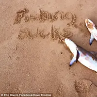 Dua ekor hiu yang ditemukan mati di tepi pantai Australia. (Dave Thomas/Eco Divers Facebook)