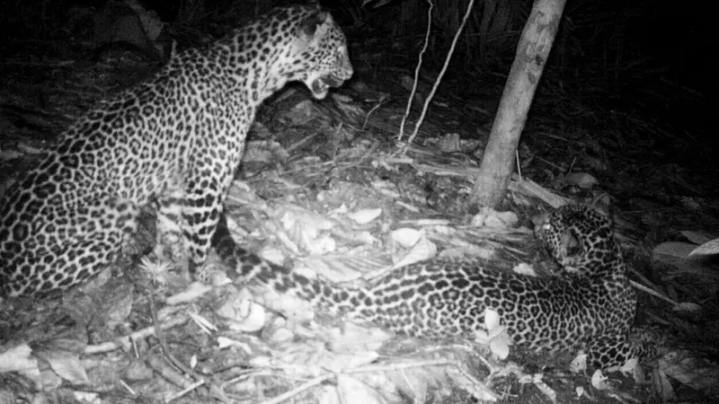 Macan tutul di Nusakambangan tertangkap kamera pengintai pada Oktober 2017. (Foto: Liputan6.com/BKSDA Jateng/Muhamad Ridlo)