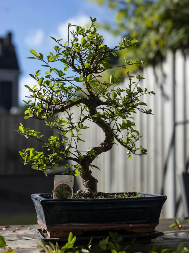 Tips Penjemuran Bonsai agar Tidak Rusak dan Tetap Sehat