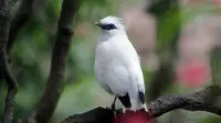 Burung Jalak Bali yang Menjadi Salah Satu Ekosistem di Taman Nasional Bali Barat (freepik/kuritafsheen77)