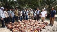 Asosiasi Petani Kelapa Sawit Perkebunan Inti Rakyat (Aspekpir) serta pengurus sejumlah koperasi produsen sawit dari Kalimantan Barat yang menaungi ratusan petani sawit di wilayah tersebut mempelajari pola kemitraan yang dilangsungkan PTPN IV PalmCo Regional 3 Provinsi Riau.