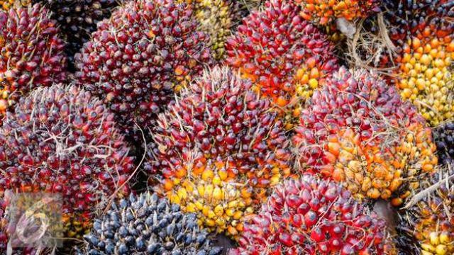 Buah kelapa sawit.