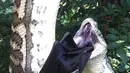 Seekor ular piton berusaha memasukan seluruh tubuh kelelawar ke dalam perutnya. Kejadian tersebut direkam oleh Mille Stoevring dan pasangannya Shane Tuer, di halaman belakang rumahnya di Sunshine Beach, Queensland, Kamis (2/7/2015). (Dailymail)