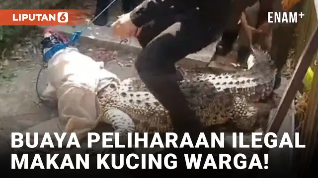 Dipelihara Ilegal, Buaya di Cirebon Makan Kucing Milik Warga