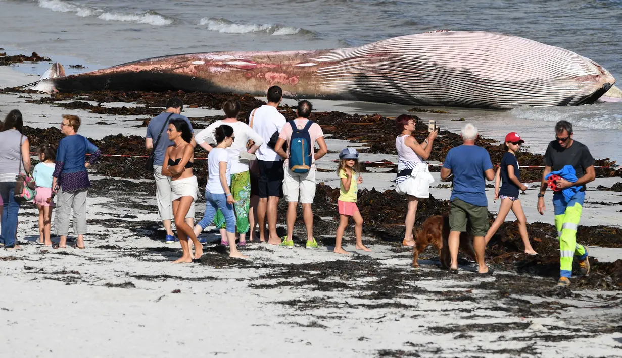 Orang-orang melihat bangkai paus sirip di pantai di Penmarc'h, Prancis barat pada Selasa (13/8/2019). Paus sepanjang 13 meter yang terdampar setelah mati di laut tersebut merupakan mamalia terbesar kedua di dunia. (Photo by Fred TANNEAU / AFP)