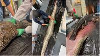 Ilmuwan terkejut temukan buaya 5 kaki di perut ulat piton raksasa yang panjangnya 18 kaki. (Sumber: Instagram/rosiekmoore)