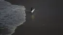 Pesalancar mengambil papan selancar yang rusak akibat digulung ombak yang besar di Praia do Norte, Portugal (13/11). Pantai Nazare memiliki jurang bawah laut terbesar di Eropa yang disebut Nazare Canyon. (REUTERS/Rafael Marchante)