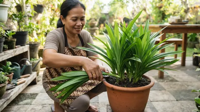 9 Cara Membuat Tanaman Pandan Tetap Rimbun di Pot Kecil, Sehat dan Produktif