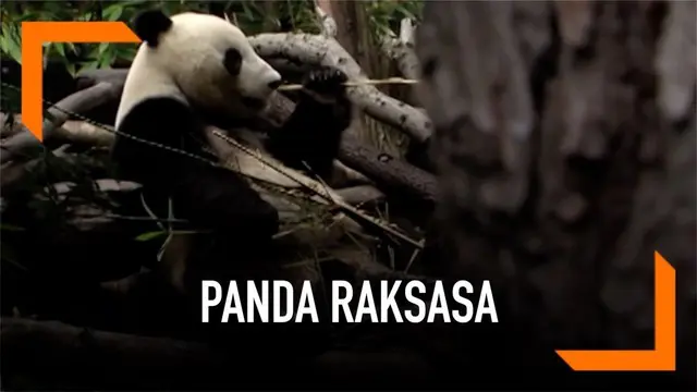 Dua panda raksasa di Kebun Binatang San Diego akan kembali ke China pada akhir bulan April 2019. Hari terakhir untuk melihat kedua panda di kebun binatang tersebut pada 27 April.