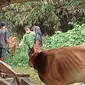 Sapi milik Tami, petani sapi di Kampung Cikunir, RT 06 RW 03, Jakamulya, Bekasi Selatan, Kota Bekasi, Jawa Barat, (Liputan6.com/Bam Sinulingga)