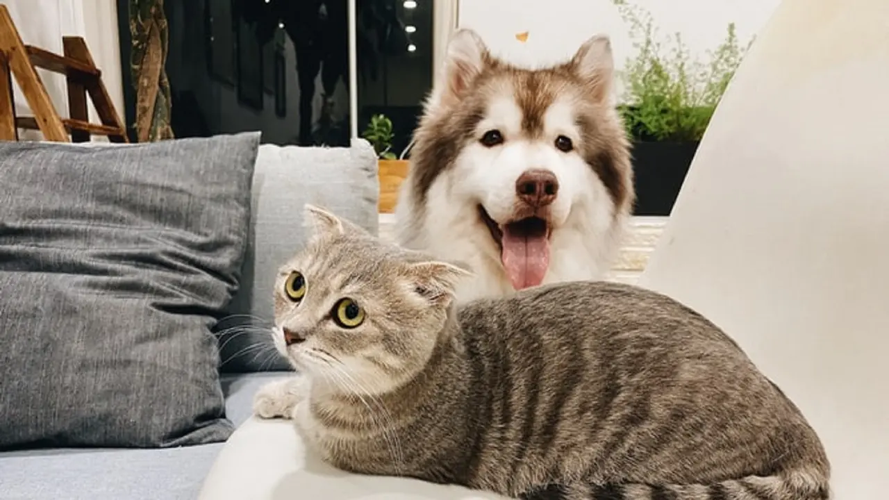 Ilustrasi anjing dan kucing