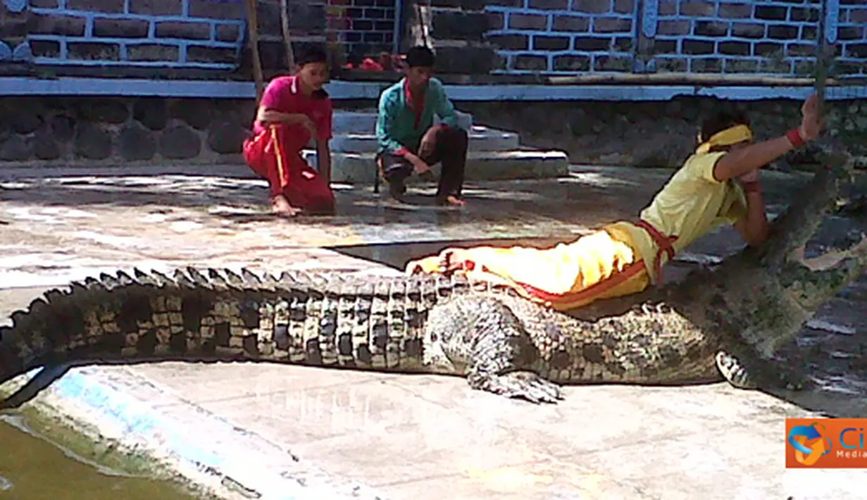 Citizen6, Badung: Taman buaya ini dikenal dengan nama Reptile and Crocodile Park yang beralamatkan di Banjar Binong, Desa Werdi Bhuwana, Kec. Mengwi, Kab. Badung. (Pengirim: Munanjar)