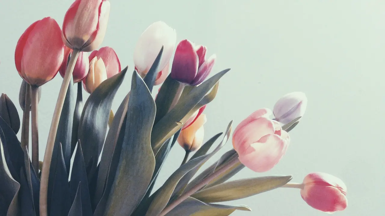 [Fimela] Tulip