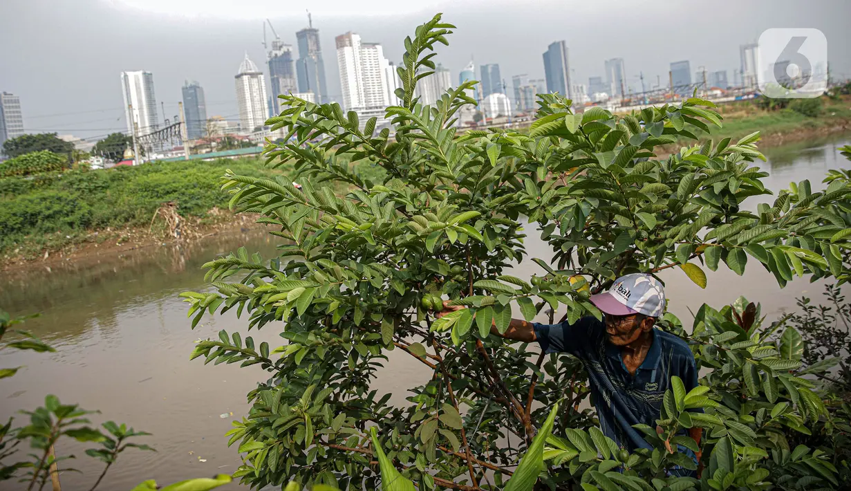 Petani memanen jambu di bantaran Kali Ciliwung, Petamburan, Jakarta Pusat, Senin (24/5/2021). Kelompok Mandiri Indah Tani sudah enam tahun memanfaatkan lahan bantaran Kali Ciliwung untuk bertani bersama. (Liputan6.com/Faizal Fanani)
