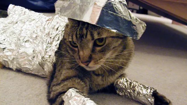 7 Potret Kucing Pakai Topi Aluminium Foil Berbagai Bentuk Ini Bikin Gemas