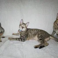 Kisah tiga kucing buta bersaudara | foto : Boredpanda.com