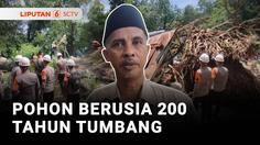 Pohon Berusia 200 Tahun Tumbang