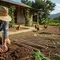 7 Cara Menanam Singkong agar Berbuah Banyak dan Besar, Ternyata Bukan Cuma Soal Pupuk