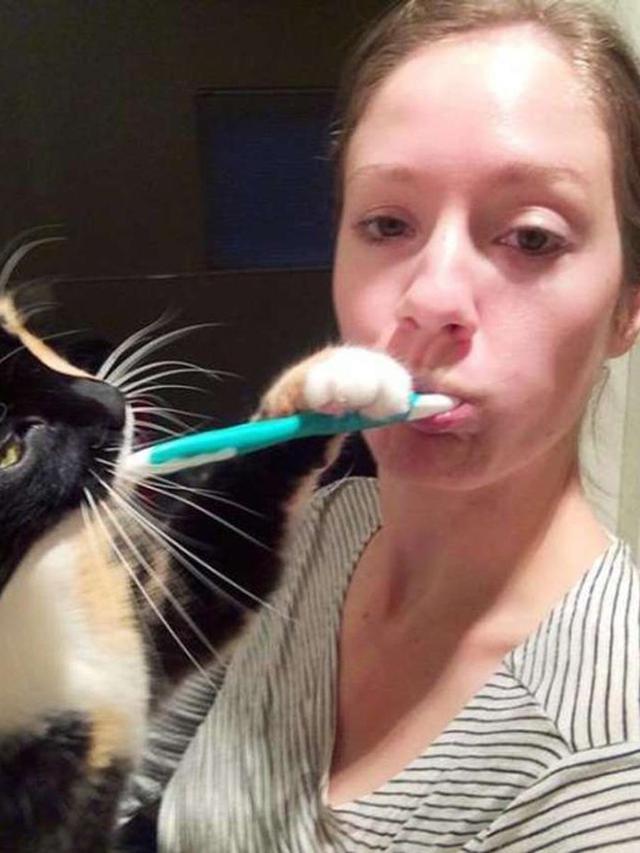 Usil Hingga Bikin Kesal, 10 Potret Kucing Berhasil Ganggu Pemiliknya