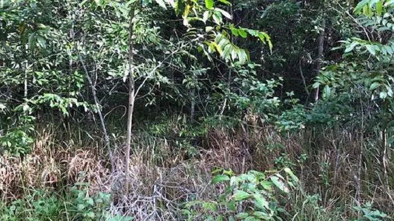 Foto ular yang ada di tengah semak belukar itu diunggah oleh kelompok Sunshine Coast Snake Catchers dan menarik perhatian pengguna media sosial (Facebook.com/Sunshine Coast Snake Catchers)