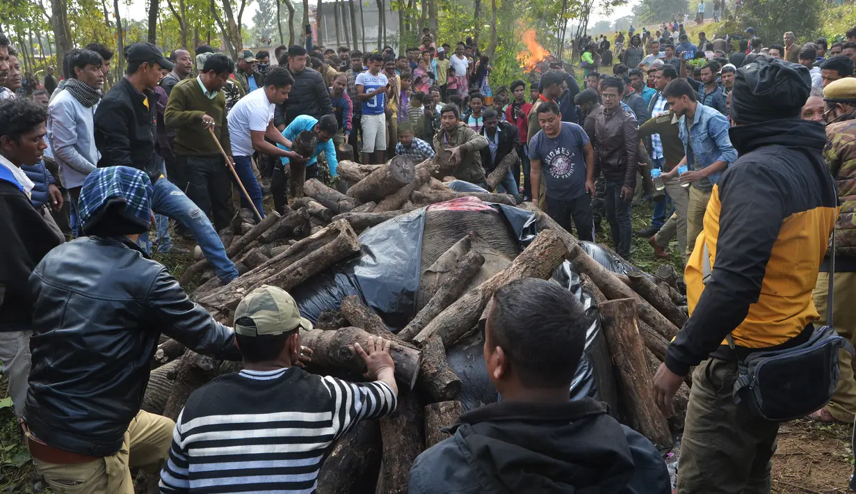 Polisi dan pekerja kehutanan bersama penduduk desa menempatkan kayu di tubuh gajah sebelum dibakar setelah kereta yang melaju menabrak dua gajah yang melintasi rel di desa Batasi dekat perbatasan India-Nepal, sekitar 37 km dari Siliguri (11/12/2019). (AFP/Diptendu Dutta)