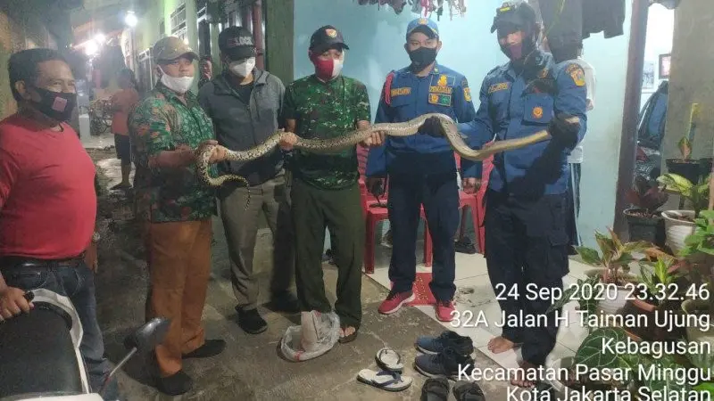 etugas Damkar Jakarta Selatan Sektor Pasar Minggu mengevakuasi seekor ular sanca retik yang jatuh ke dalam kamar mandi rumah seorang warga di Kelurahan Kebagusan, Pasar Minggu, Kamis malam (25/9/2020). (Damkar Jakarta Selatan)