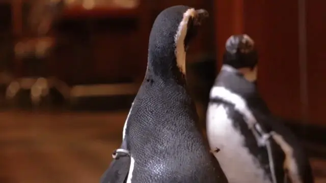 Penguin-Penguin Lucu Duta Kampanye Kurangi Sampah Plastik