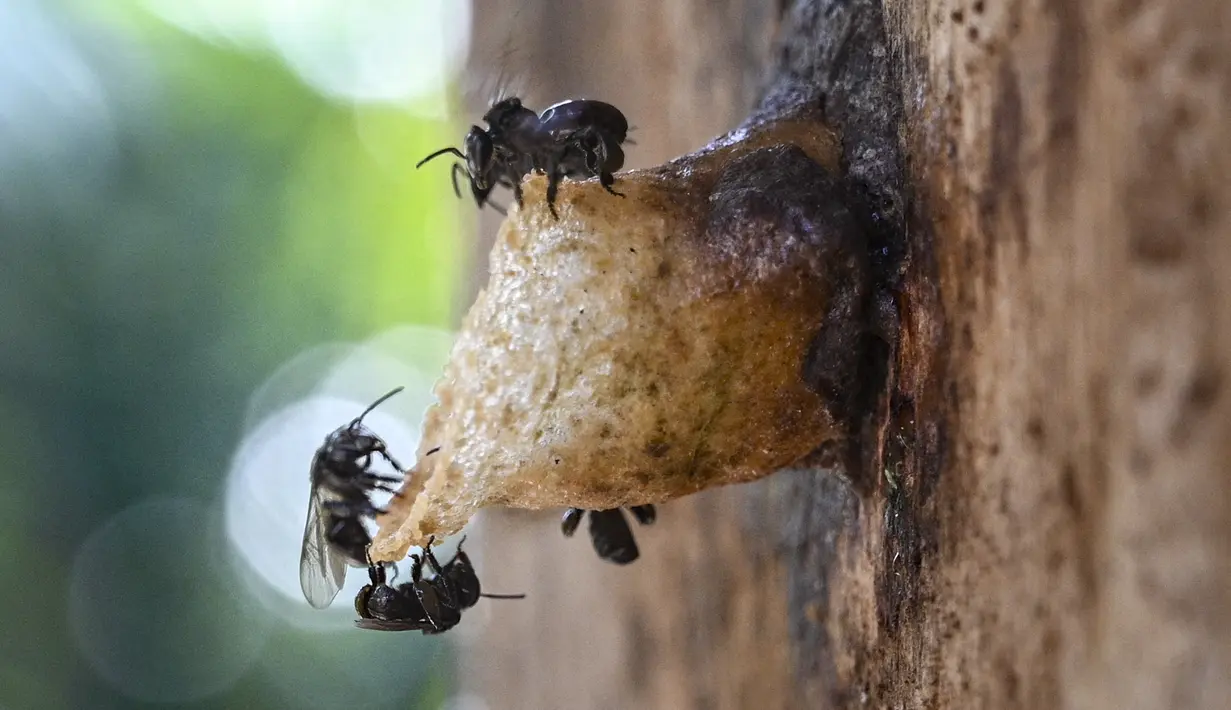 Lebah tak bersengat terlihat di sebuah peternakan lebah di Pekan Bada, provinsi Aceh (20/2/2022). (AFP/Chaideer Mahyuddin)