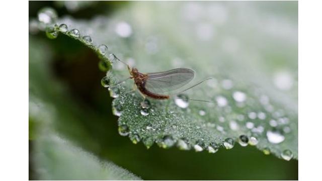 6 Hewan Ini Punya Umur Sangat Pendek di Dunia, Ada yang Hidup Hanya 5 Menit