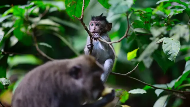 Perkampungan Monyet di Ubud