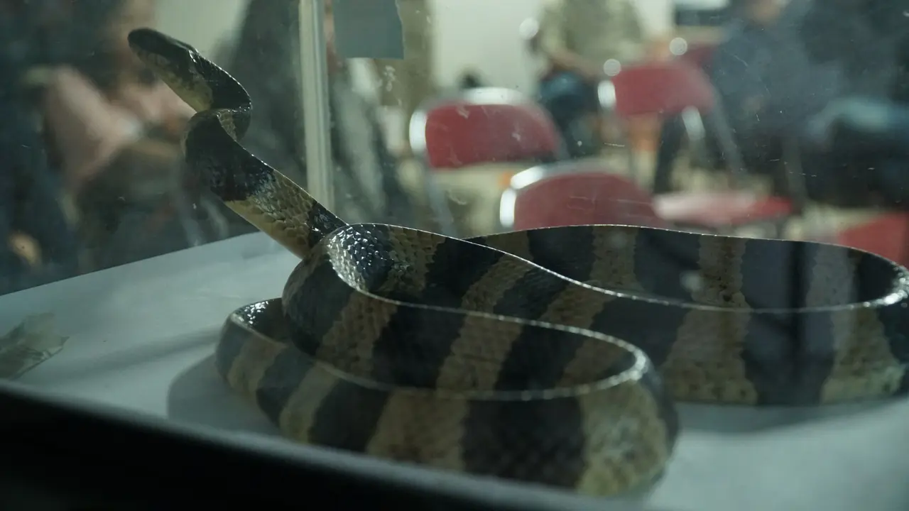Ular