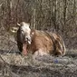 Sapi Limousin  (AP Photo/Maciej Zych)