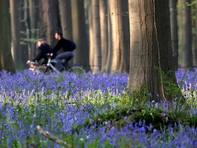 Orang-orang mengendarai sepeda di dekat bunga bluebells liar yang mengubah lantai hutan menjadi biru, membentuk karpet di Hallerbos, juga dikenal sebagai 'Hutan Biru', dekat Halle, Belgia (18/4). Bunga bluebells liar ini mekar sekitar pertengahan April. (Reuters/Yves Herman)