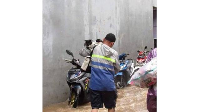 Potret Evakuasi 6 Kucing saat Banjir Ini Bikin Haru