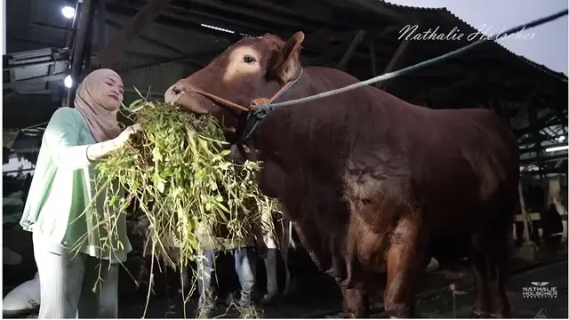 6 Potret Nathalie Holscher Berburu Sapi 1 Ton, Kurban Kedua Sejak Mualaf