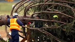 Pekerja mengeluarkan air yang ada di dalam wadah akar pohon natal saat tiba di halaman Gedung Capitol US di Washington, AS (28/11). Pohon tersebut adalah pohon Engelmann Spruce setinggi 80 kaki yang didatangkan dari Idaho. (Reuters/Gary Cameron)