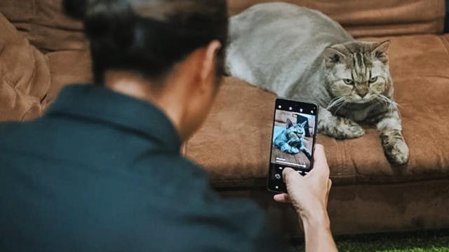 Momen Kebersamaan Dikta dan Jimbon Kucing Gembul Peliharaannya