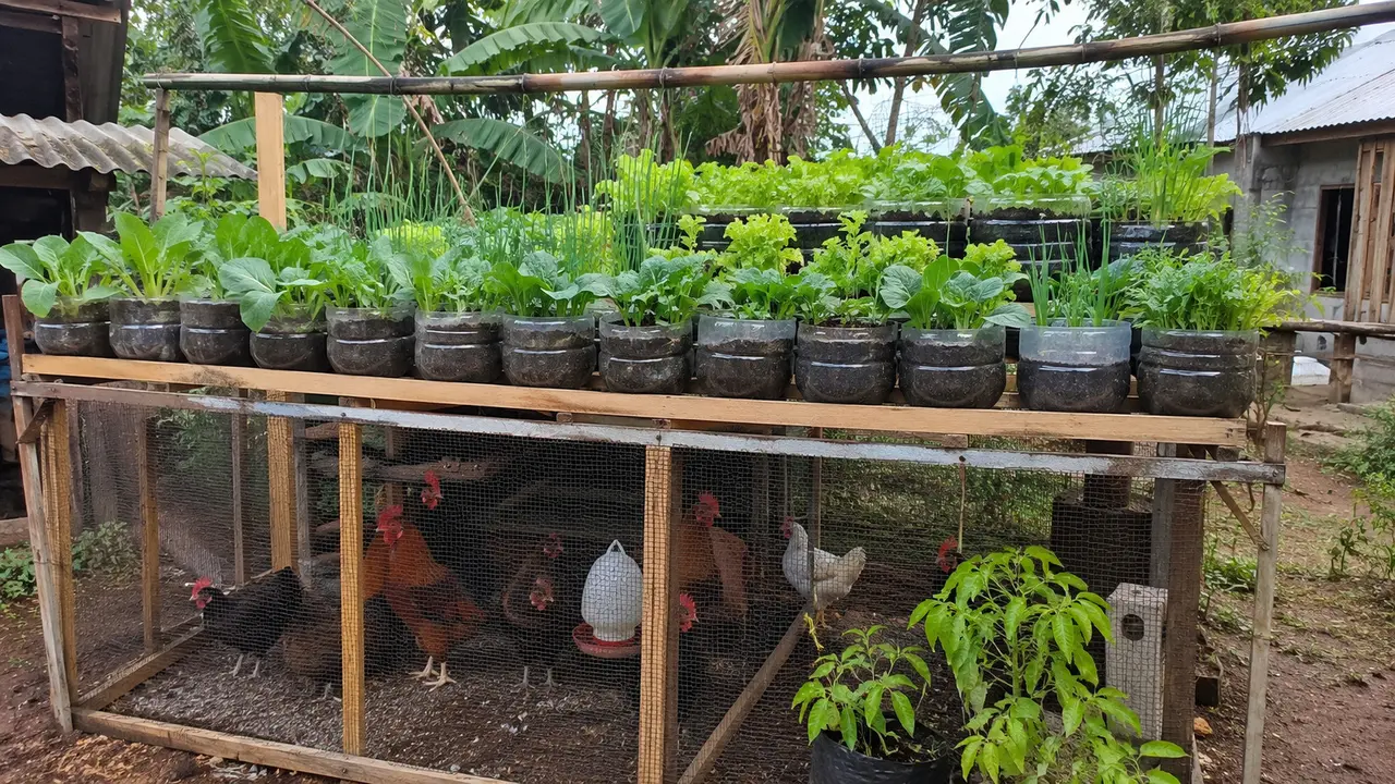 Cara Membuat Kebun Sayur di Atas Kandang Ayam
