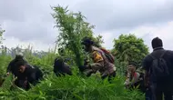 Polres Lumajang kembali temukan ladang ganja di lereng Gunung Semeru (Istimewa)