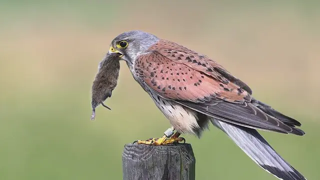 Kestrel Menyimpan Makanannya