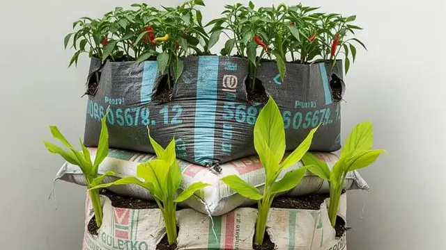 Layout Kebun Sayur di Rumah Kecil