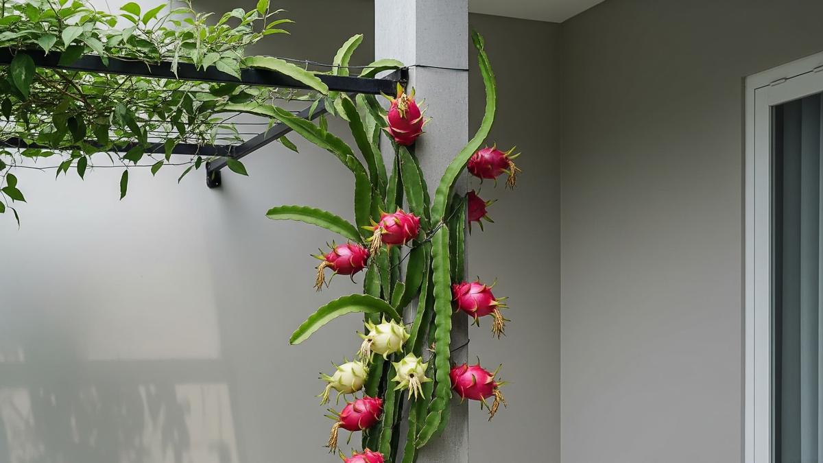 7 Cara Membuat Rambatan Pohon Buah di Teras, Bangun Kebun Mini di Rumah