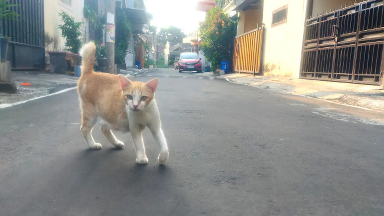 Heboh Peristiwa 16 Ekor Kucing Mati di Malang dan Dugaan Pelaku peracunnya