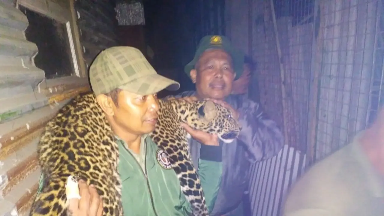 Diduga Tersesat, Anak Macan Tutul Masuk ke Kandang Unggas