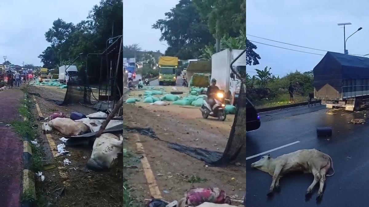 Sapi-sapi Tergeletak Bikin Jalan Lintas Sumatera Macet Panjang