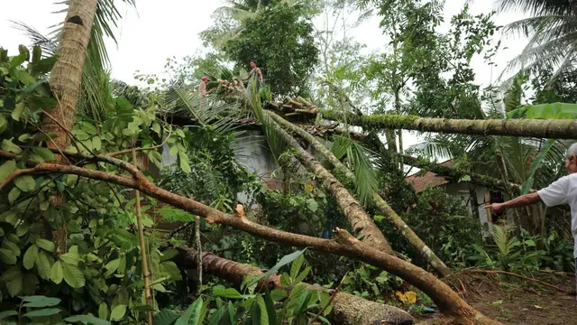 Dahsyatnya puting beliung menyebabkan ratusan pohon tumbang, ada sebagian yang menimpa rumpah penduduk. (Foto: Liputan6.com/BPBD BMS/Muhamad Ridlo)